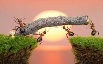 Đàn kiến đền ơn